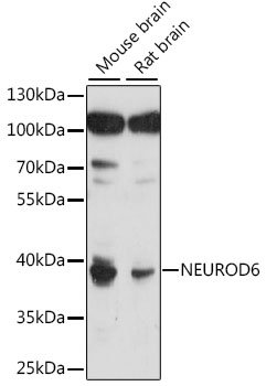 NEUROD6 Rabbit pAb