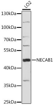 NECAB1 Rabbit pAb