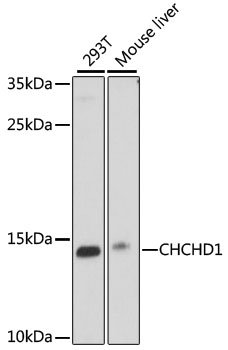 CHCHD1 Rabbit pAb