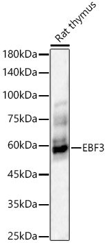 EBF3 Rabbit pAb