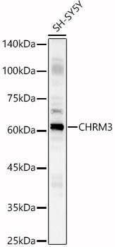 CHRM3 Rabbit pAb