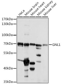 GNL1 Rabbit pAb
