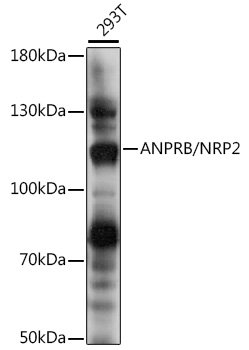 ANPRB/NRP2 Rabbit pAb