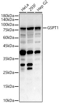 GSPT1 Rabbit pAb