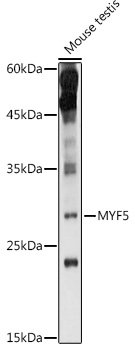 MYF5 Rabbit pAb
