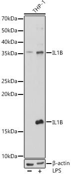 IL1β Rabbit pAb