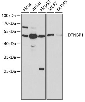 DTNBP1 Rabbit pAb