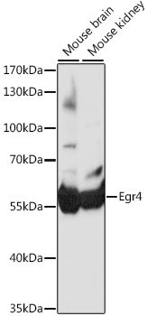 Egr4 Rabbit pAb
