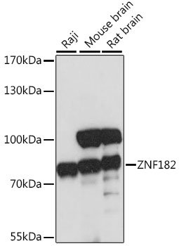ZNF182 Rabbit pAb
