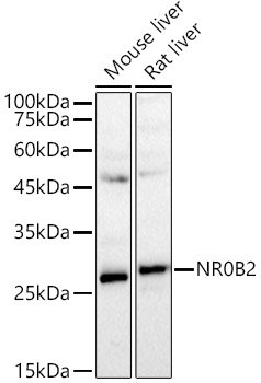 SHP/NR0B2 Rabbit pAb