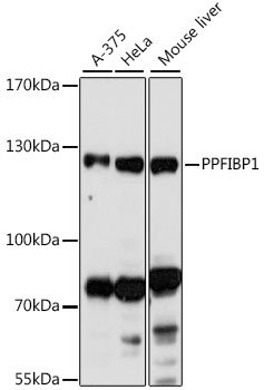 PPFIBP1 Rabbit pAb