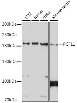 PCF11 Rabbit pAb