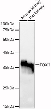 FOXI1 Rabbit pAb