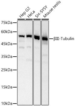 βIII-Tubulin Rabbit pAb