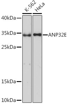 ANP32E Rabbit pAb