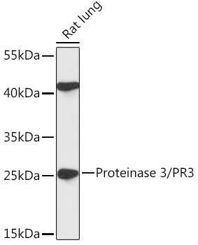 Proteinase 3/PR3 Rabbit pAb