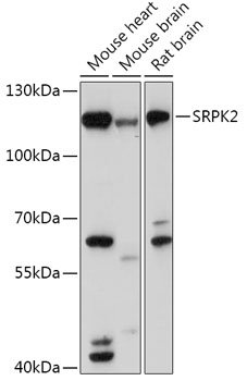 SRPK2 Rabbit pAb
