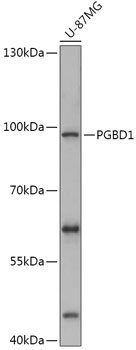 PGBD1 Rabbit pAb