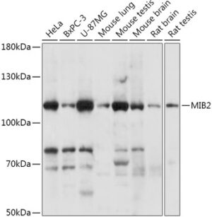 MIB2 Rabbit pAb