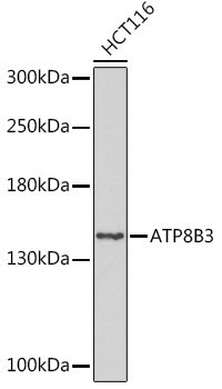 ATP8B3 Rabbit pAb