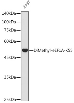 DiMethyl-eEF1A-K55 Rabbit pAb