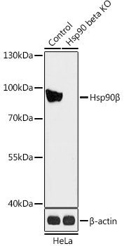 [KO Validated] Hsp90β Rabbit pAb
