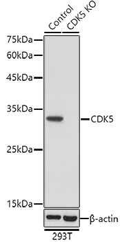 [KO Validated] CDK5 Rabbit pAb