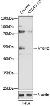 [KO Validated] ATG4D Rabbit pAb