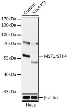 [KO Validated] MST1/STK4 Rabbit pAb