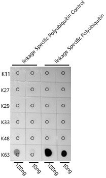 K63-linkage Specific Polyubiquitin Rabbit pAb
