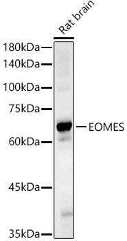 EOMES Rabbit pAb