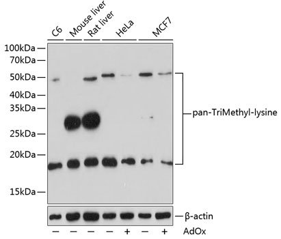 pan-TriMethyl-lysine Rabbit pAb