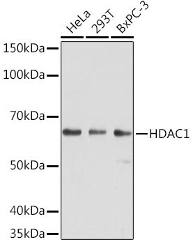 HDAC1 Mouse mAb