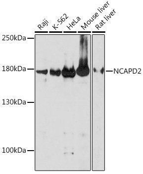 NCAPD2 Rabbit pAb
