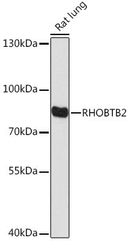 RHOBTB2 Rabbit pAb