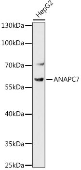 ANAPC7 Rabbit pAb