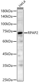 RPAP2 Rabbit pAb