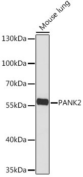 PANK2 Rabbit pAb