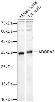 ADORA3 Rabbit pAb