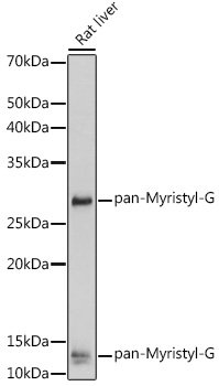 pan-Myristyl-G Rabbit pAb