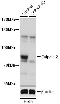 [KO Validated] Calpain 2 Rabbit pAb