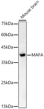 MAFA Rabbit pAb