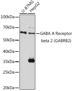 GABA A Receptor beta 2 (GABRB2) Rabbit pAb