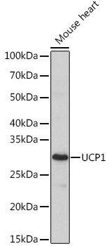 UCP1 Rabbit pAb