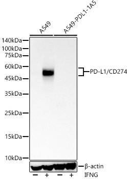 PD-L1/CD274 Rabbit mAb