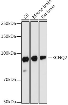 KCNQ2 Rabbit pAb