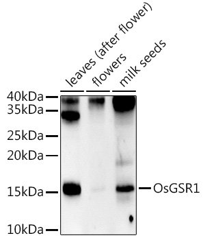 OsGSR1 Rabbit pAb