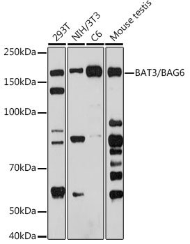 BAT3/BAG6 Rabbit mAb