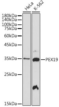 PEX19 Rabbit mAb