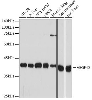 VEGF-D Rabbit mAb